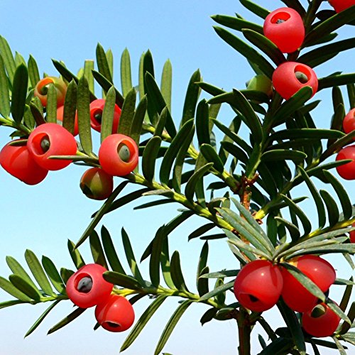 Whiie891203 Garden Seeds,10Pcs Taxus Baccata Seeds English Yew Tree Red Fruit Bonsai Home Garden Decor - English Yew Tree Seeds