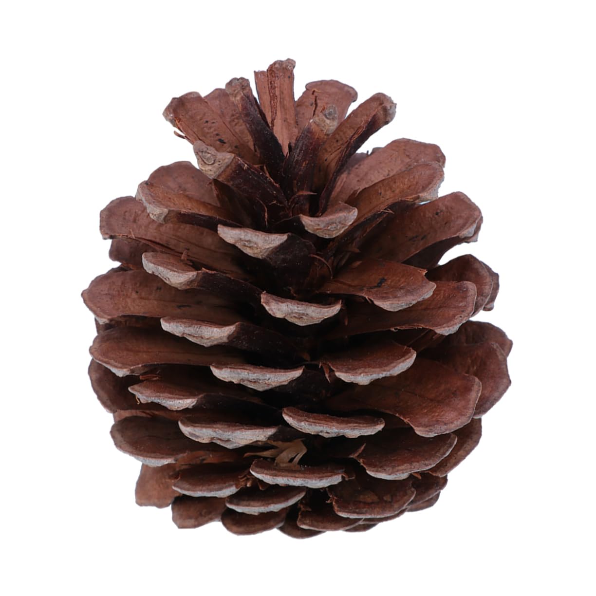 NUOBESTY 50 Pezzi Natalizie per Decorazioni Festive per e Feste Accessori Festivi per Gioiose Durante Natale e Altri Eventi