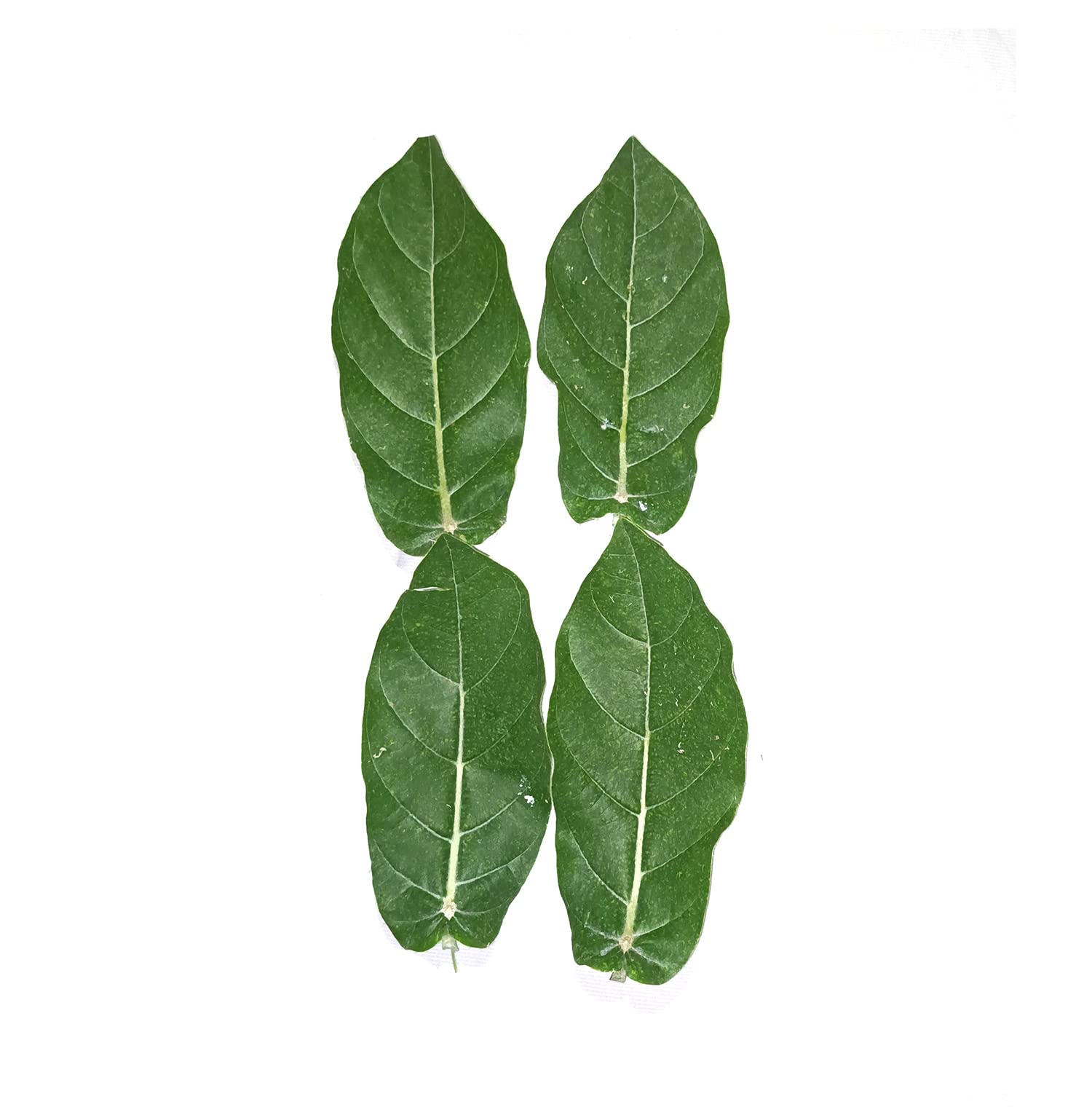 WeIn Natural White Erukku Leaf-Leaves mandar rui aak madar toolaphala vikirana asfota jilledu aaknad arka live leafs-Pack of 20 (B09MZ7GDSS) Amazon Price History, Amazon Price Tracker