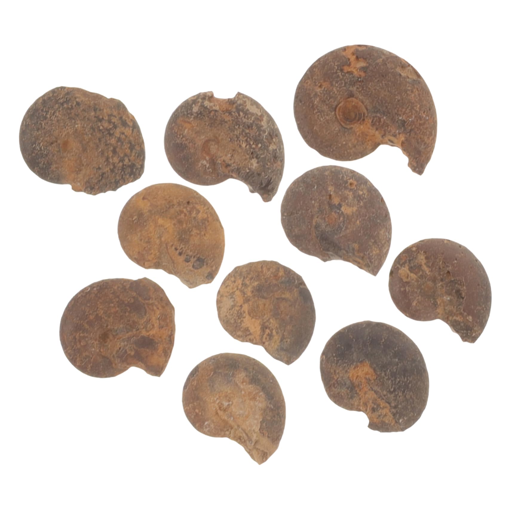 PRETYZOOM Ammonite Models for Boys and Girls Real Ammonite Specimen Toys Educational Value and Decorative