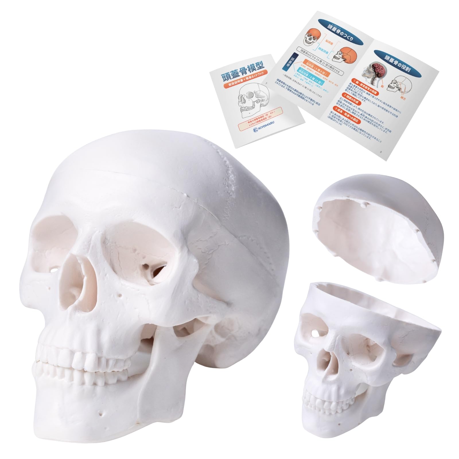 Amazon.co.jp: KIYOMARU 手のひらサイズのミニ頭蓋骨模型 人体模型