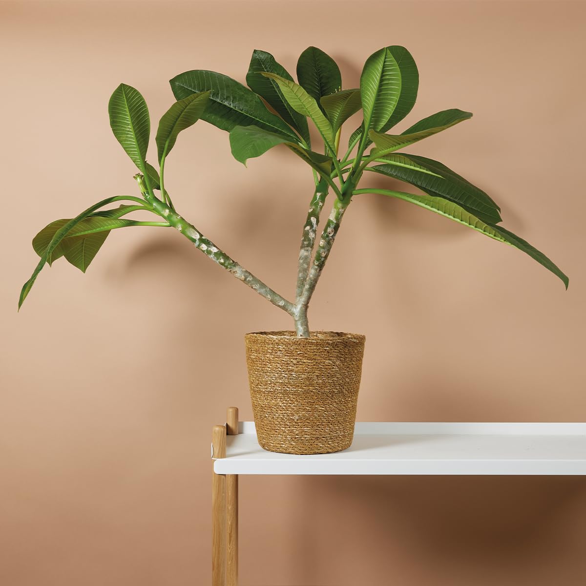 Bloomique Plumeria Frangipanier Arbre du Temple Plantes d'intérieur fleuries parfumées Hauteur 60-70 cm Pot 17 cm