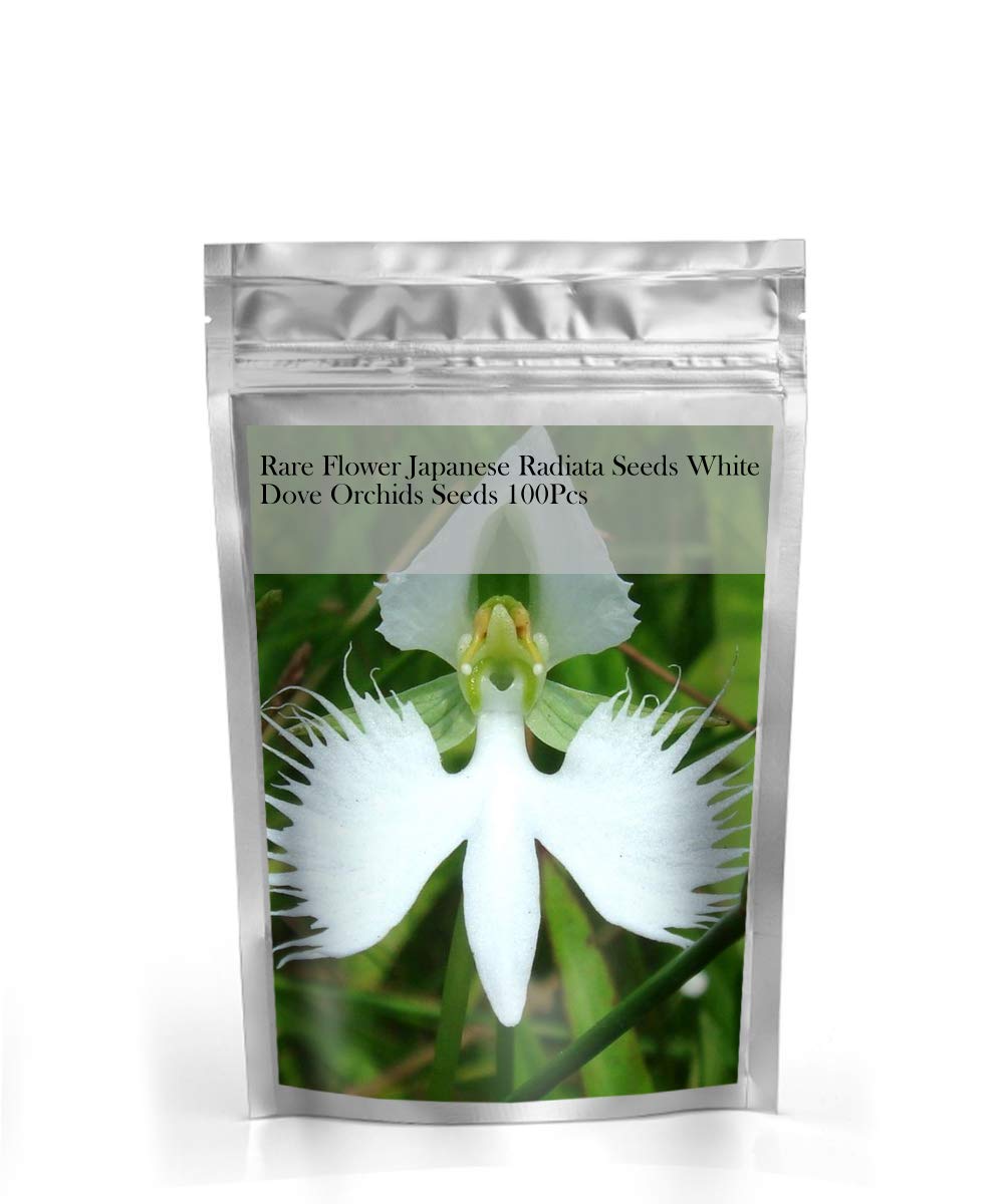 Rare Flower Japanese Radiata Seeds White Dove Orchids Garden Plant