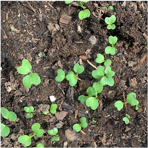 Seed Needs Watercress Seeds for Planting Nasturtium officinale - Non-GMO Heirloom & Untreated - Plant Your own Home Grown Culinary Herb Garden Indoors or Outdoors (1 Pack) - Image 5