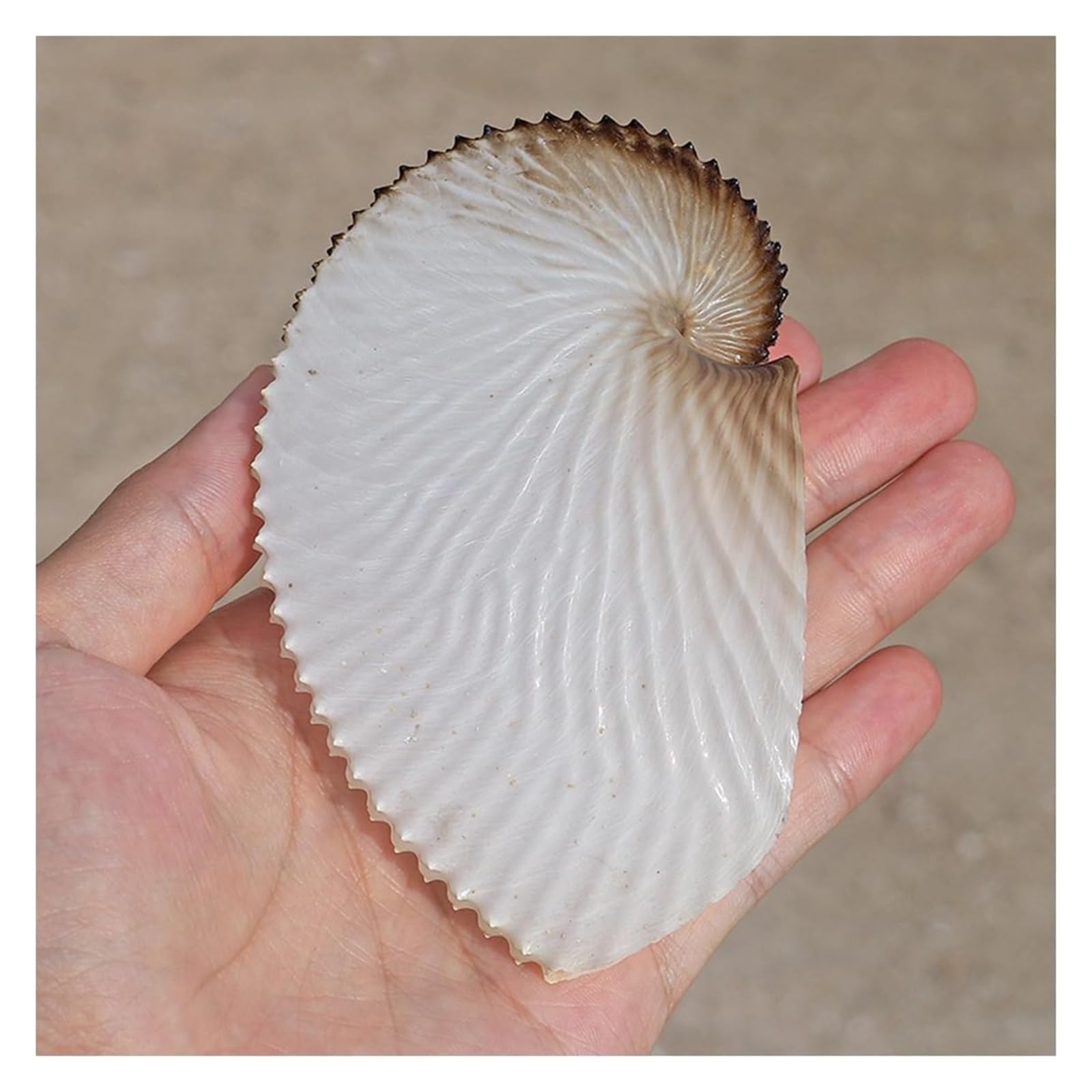 Duże muszle naturalne, 9~10 cm Ogromne muszle morskie Duże Dekoracje plażowe na wesele do akwarium