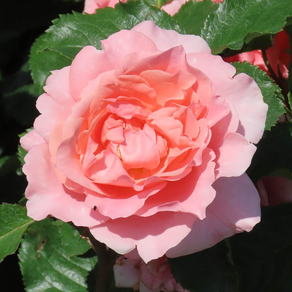 Yougarden Pink Harkness Rose 'The Princess Bella' 4 Litre Pot