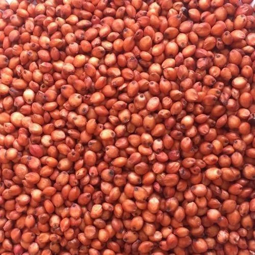 OhhSome Sudan Grass Sorghum Multi Cut Fodder Seeds Pack Of 1 Kg