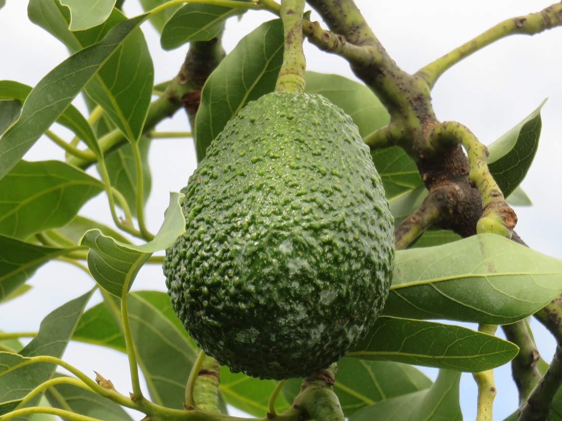ROYAL LAND Rare Dwarf Grafted Maluma Avocado Persea americana Butter Fruit 1 Healthy Live plant On poly Bag (B08B8Y6FK9) Amazon Price History, Amazon Price Tracker