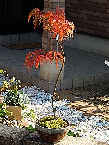 しだれ紅葉 しだれもみじ しだれ紅葉盆栽 もみじ盆栽 楓カエデ　青シダレ紅シダレ しだれ紅葉 しだれもみじ しだれ紅葉盆栽 もみじ盆栽 楓カエデ 青