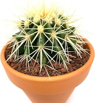 Amazon｜サボテンの王様 金鯱 観葉植物 多肉植物 金シャチ おしゃれで