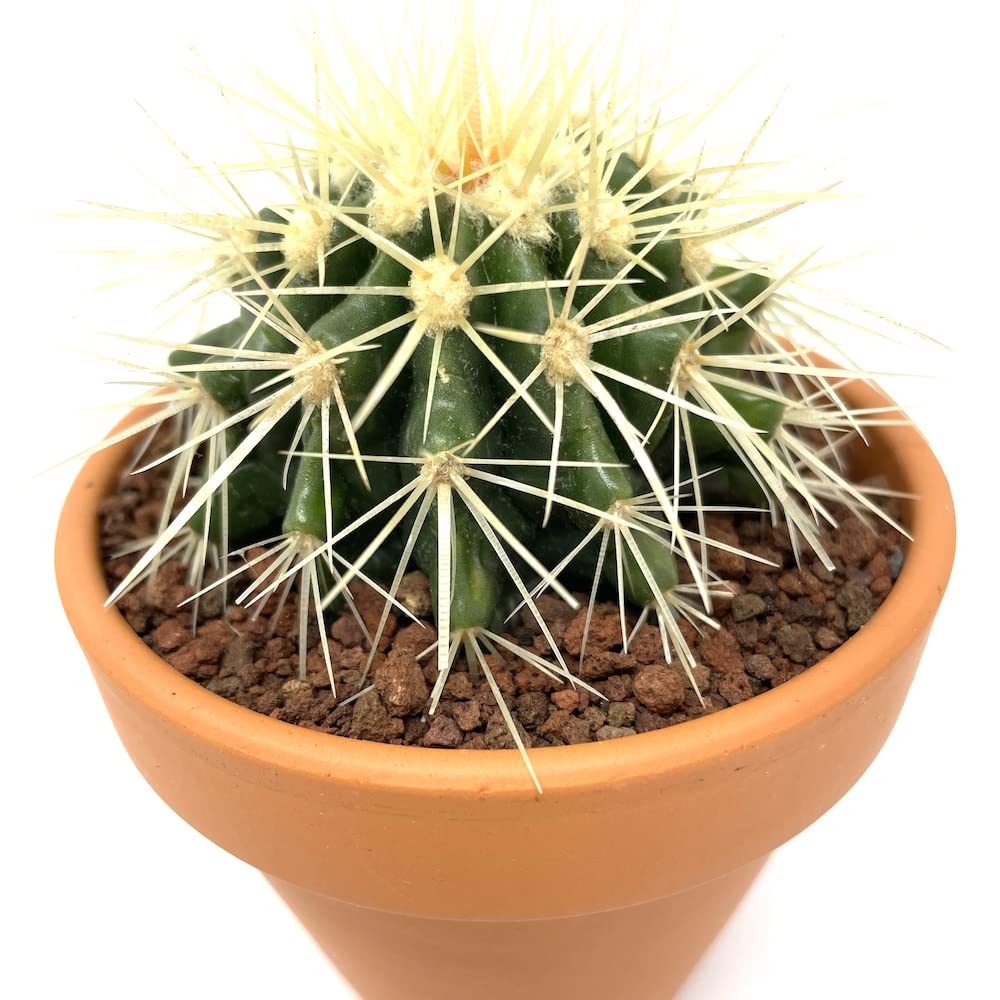 Amazon｜サボテンの王様 金鯱 観葉植物 多肉植物 金シャチ おしゃれで