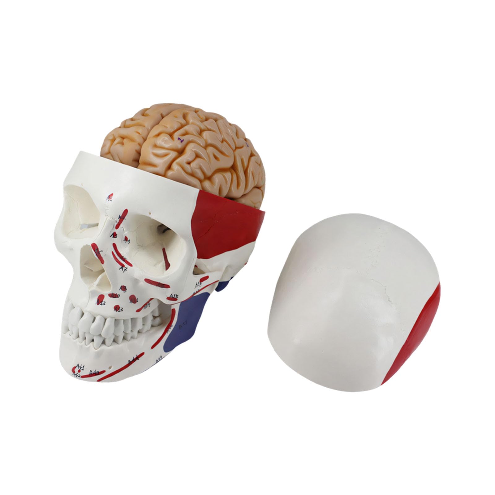 Cranio colorato altamente dettagliato del muscolo del PVC con la componente anatomica per lo studio medico e l'insegnamento del cranio educativo