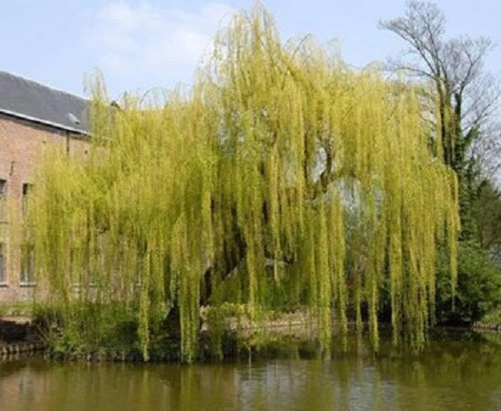 Direct Plants Salix Chrysocoma Weeping Willow Tree 6ft Tall Large Specimen Supplied in a 12 Litre Pot