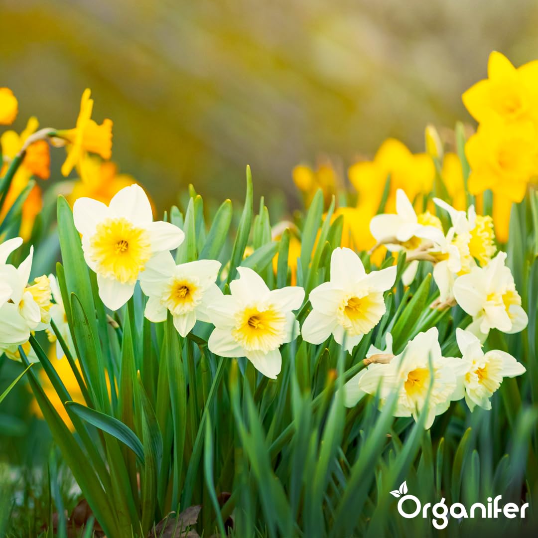 Fertilizante Líquido - 5x1L - Para Narciso - NPK 3-4-3 | Flores Largas Y Plantas Fuertes - Organifer
