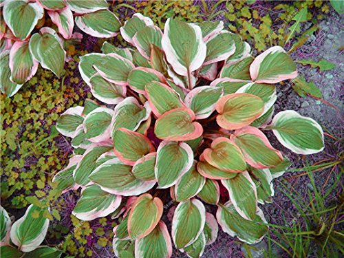 Exotique Hosta Graine de plantes Quatre Saisons fleurs vivaces Mixte Plantain Lily Fleur Couvre-sol Fleur Graine Jardin Fournitures 50pcs