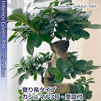 Amazon｜【昇り竜】 曲がりガジュマル（多幸の樹） 7号 ・受皿付