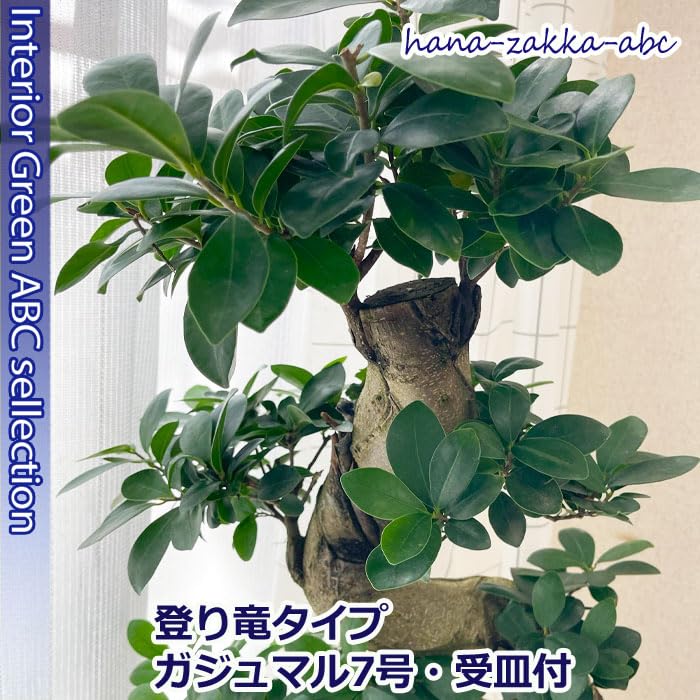 Amazon｜【昇り竜】 曲がりガジュマル（多幸の樹） 7号 ・受皿付｜観葉