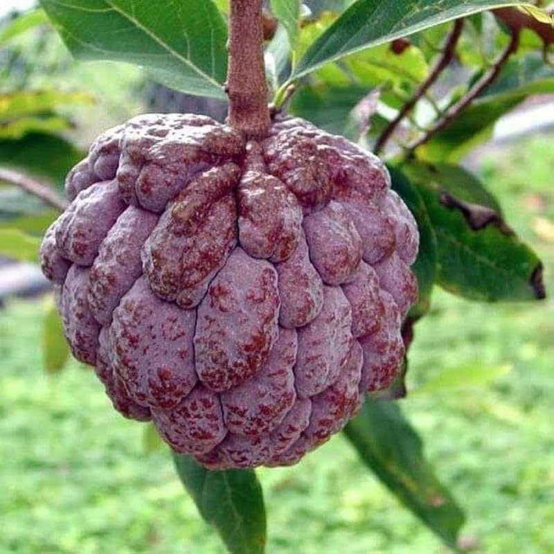 Thai Red Sugar Apple Sitafal Live Fruit Plant - Rare Red Custard Apple Grafted Live Plants & Tree(1-1.5 Ft Size) Hybrid healthy Plant and Tree (B0D2PJ14CM) Amazon Price History, Amazon Price Tracker