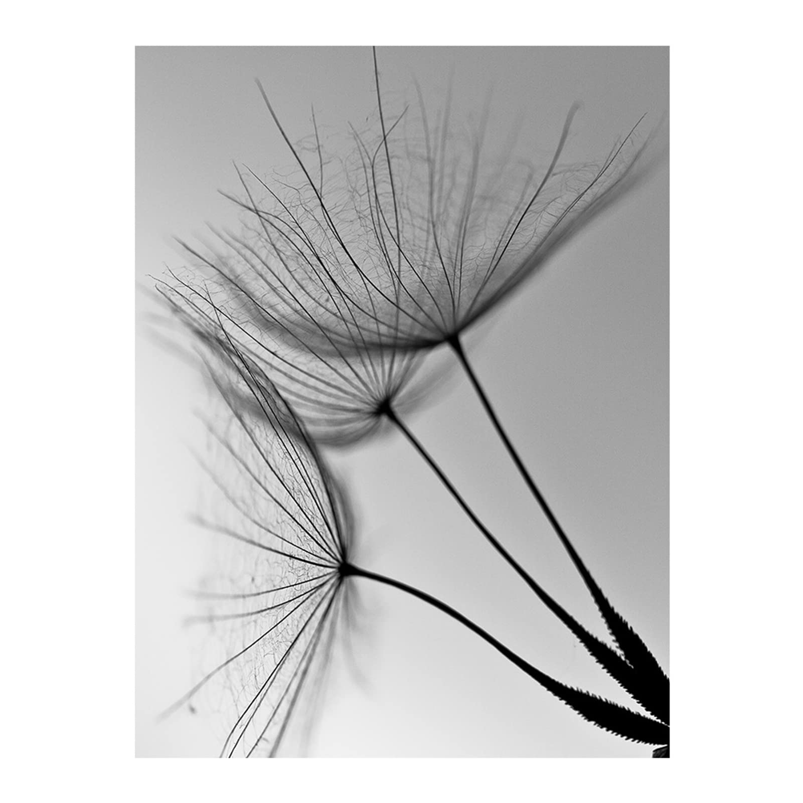 TROYSINC Set di 3 poster di design da parete, fiore di campo senza cornice, stampa su tela, poster d'arte in bianco e nero per la decorazione del soggiorno (50x70cm)