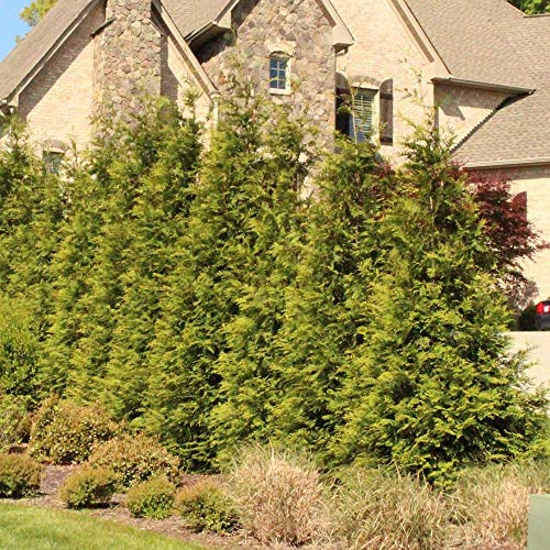 Brighter Blooms - Thuja Green Giant Arborvitae Tree, 1-2 Ft. - Fastest-Growing Evergreen For Instant Privacy - Cannot Ship To Az #TOP2