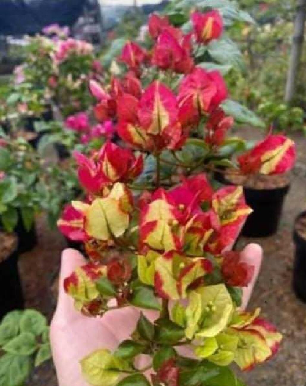 FasanGreen Flower Bougainvillea Plant for Outdoor with Grow Bag (Multicolor, 300mm) (6433) (B0CHFCMRVH) Amazon Price History, Amazon Price Tracker