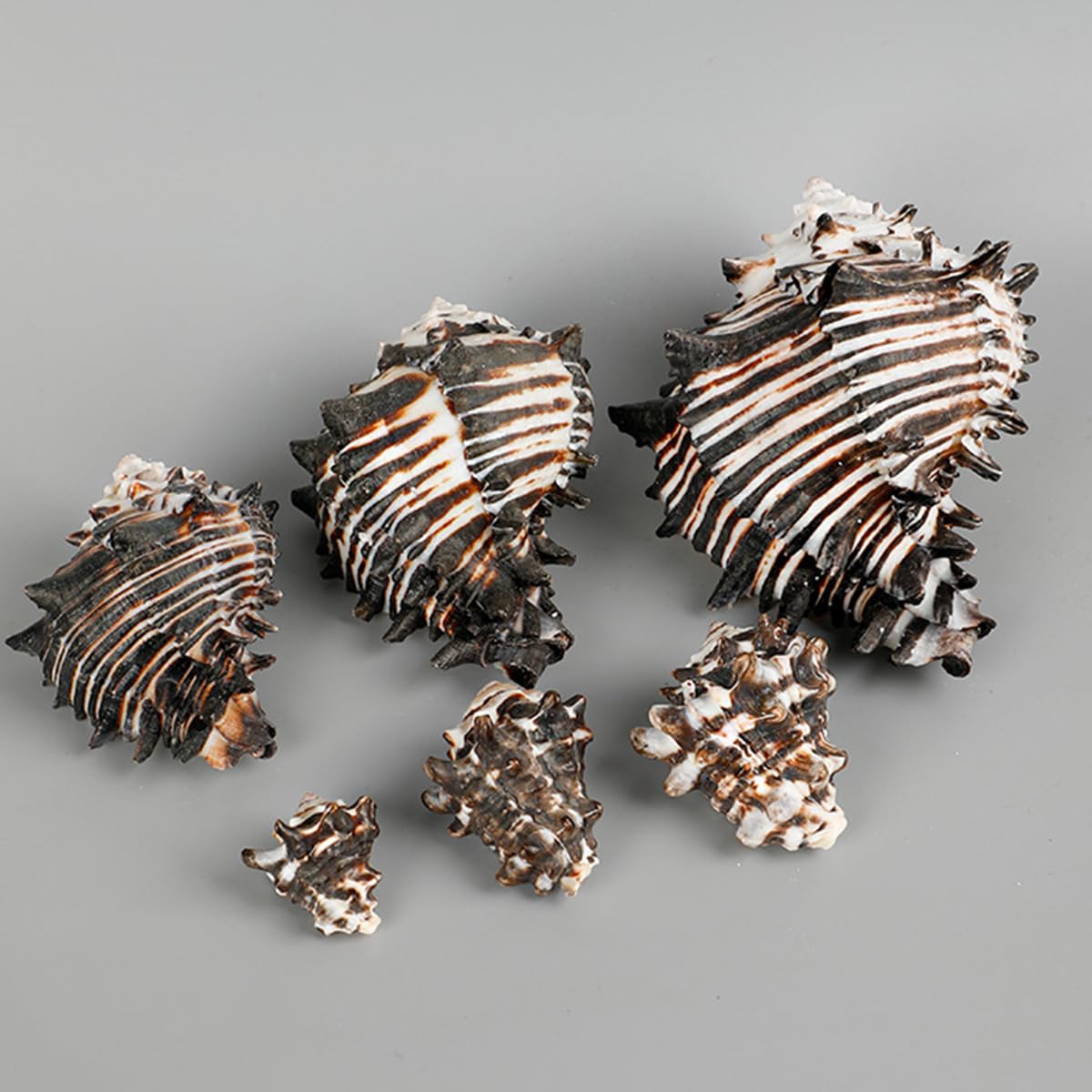 Coquillage, Énorme conque océanique 7~12 Cm, Coquillages rares, Parfaits Le(9~11cm)