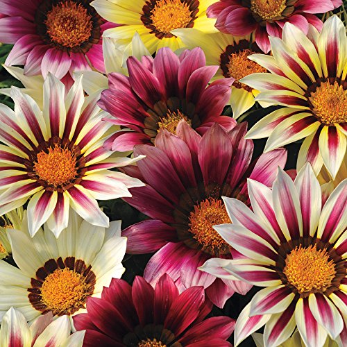 Amazon.com : Gazania New Day, Bright Mix Seeds,Short Stems. Used