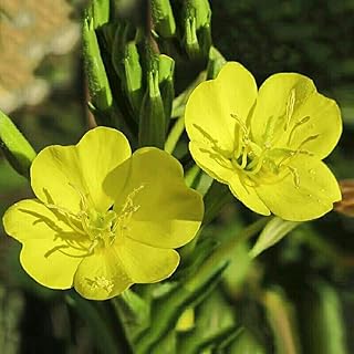 Tuberose Flower Seeds 50pcs (Cordate Telosma) Organic Fresh Premium Easy to Grow Herb Plants Seeds for Planting Garden Outdoor Yard Home