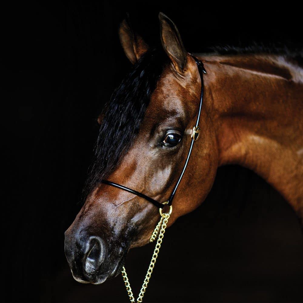 Billy Royal Thread Controller with Gold Rings | Size Small (2 Year Old) | Color Black Patent Elegance & Control for Horse Riding | Enhanced Stability with Style