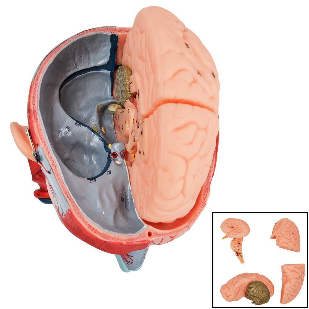 Anatomiczne modele naturalnej wielkości, ludzka czaszka, mózg, mięśnie szyi, układ naczyniowy, narzędzia do nauczania medycznego, zasoby edukacyjne dla anatomii i nauk o zdrowiu