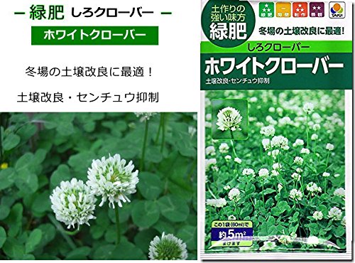 Amazon.co.jp: しろクローバー 種子 タキイ種苗 ホワイトクローバー