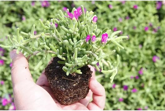 Gardenbox Mavi Yasemin, Defne Çalısı, Mezem Çiçeği Hediyeli, 3'lü Set, Çok Renkli