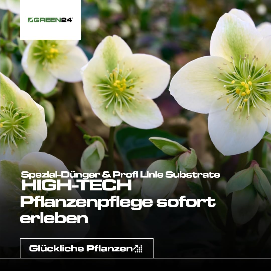GREEN24 Christrosen Dnger  250ml Spezialdnger fr Helleborus | Frdert  ppige Winterblte & krftiges Wachstum | Ideal fr alle Nieswurz-Arten |  NPK - Konzentrat : Amazon.de: Garten