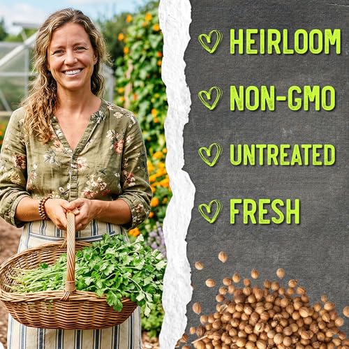 Seed Needs Cilantro Seeds for Planting Coriander Kitchen Herbs - Non-GMO Heirloom & Untreated - Grow a Home Grown Herb Garden Indoors or Outdoors (1 Pack) - Image 6