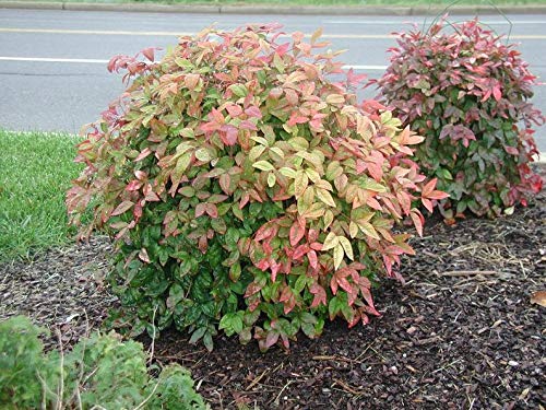 10 Plants Dwarf Nandina Firepower Multi-Pack