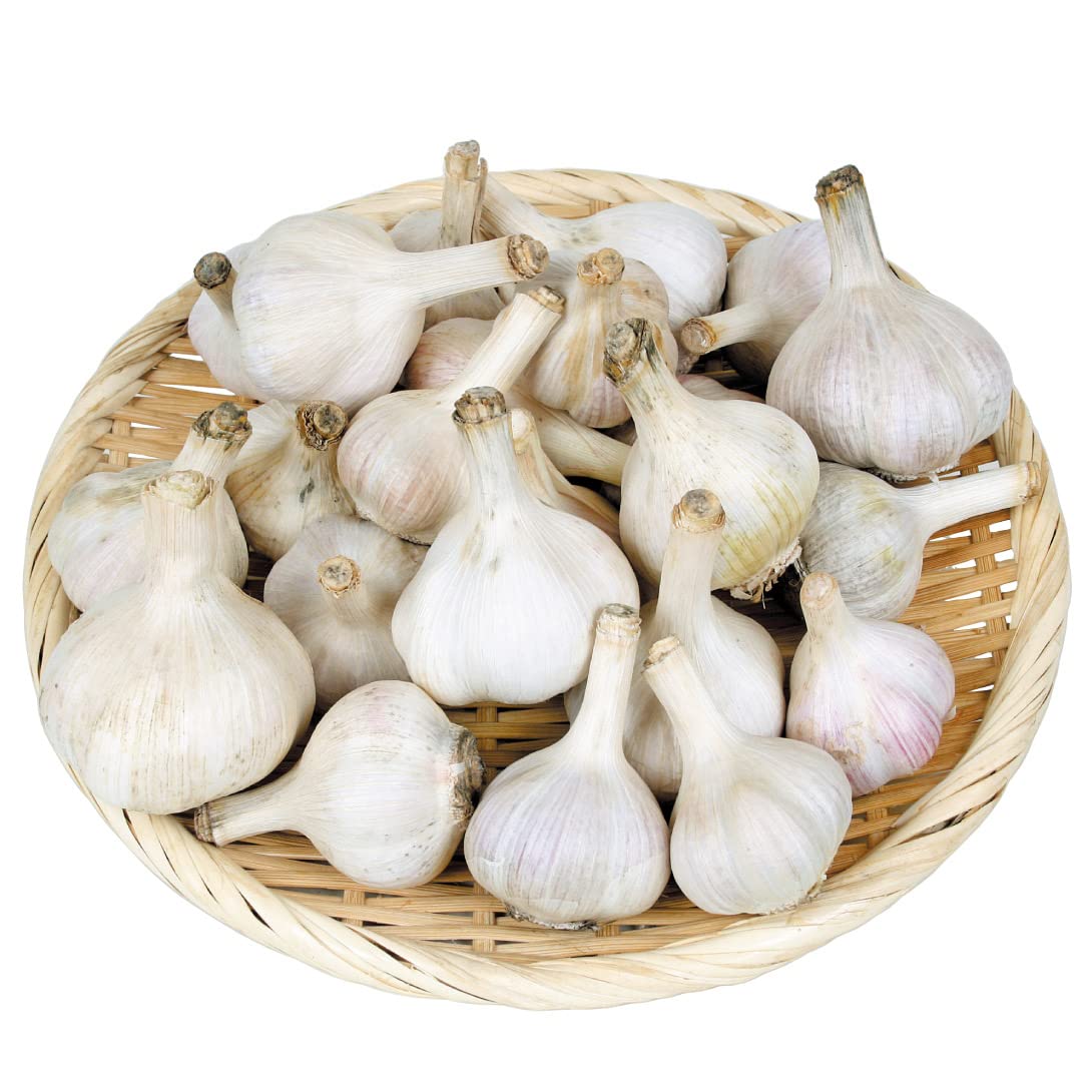 にんにく種子消毒済み 5キロ ニンニク種 5キロL 消毒済み