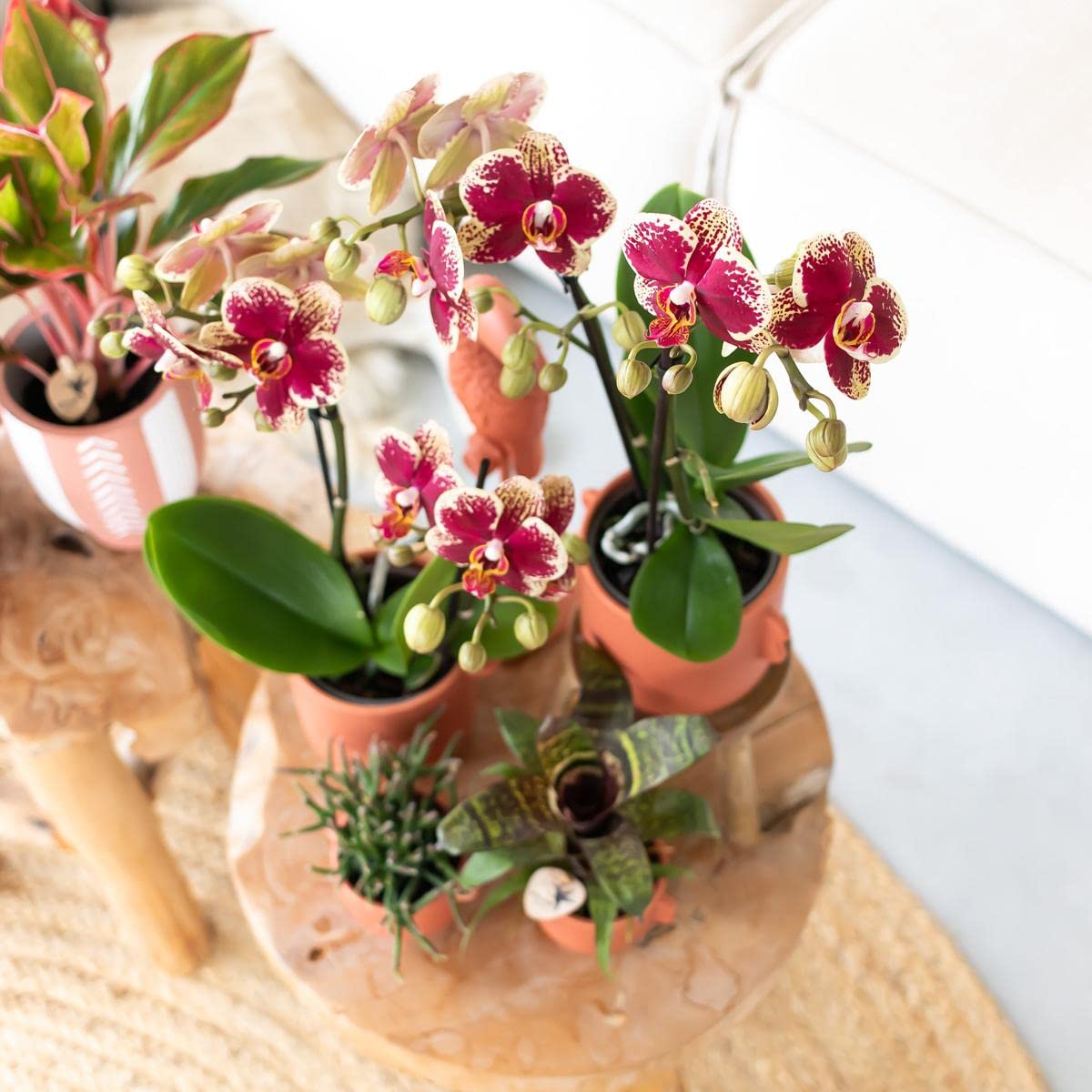 KOLIBRI Orchids | Gelbe rote Phalaenopsis-Orchidee - Spanien - Topfgröße Ø9cm | blühende Zimmerpflanze - frisch vom Züchter