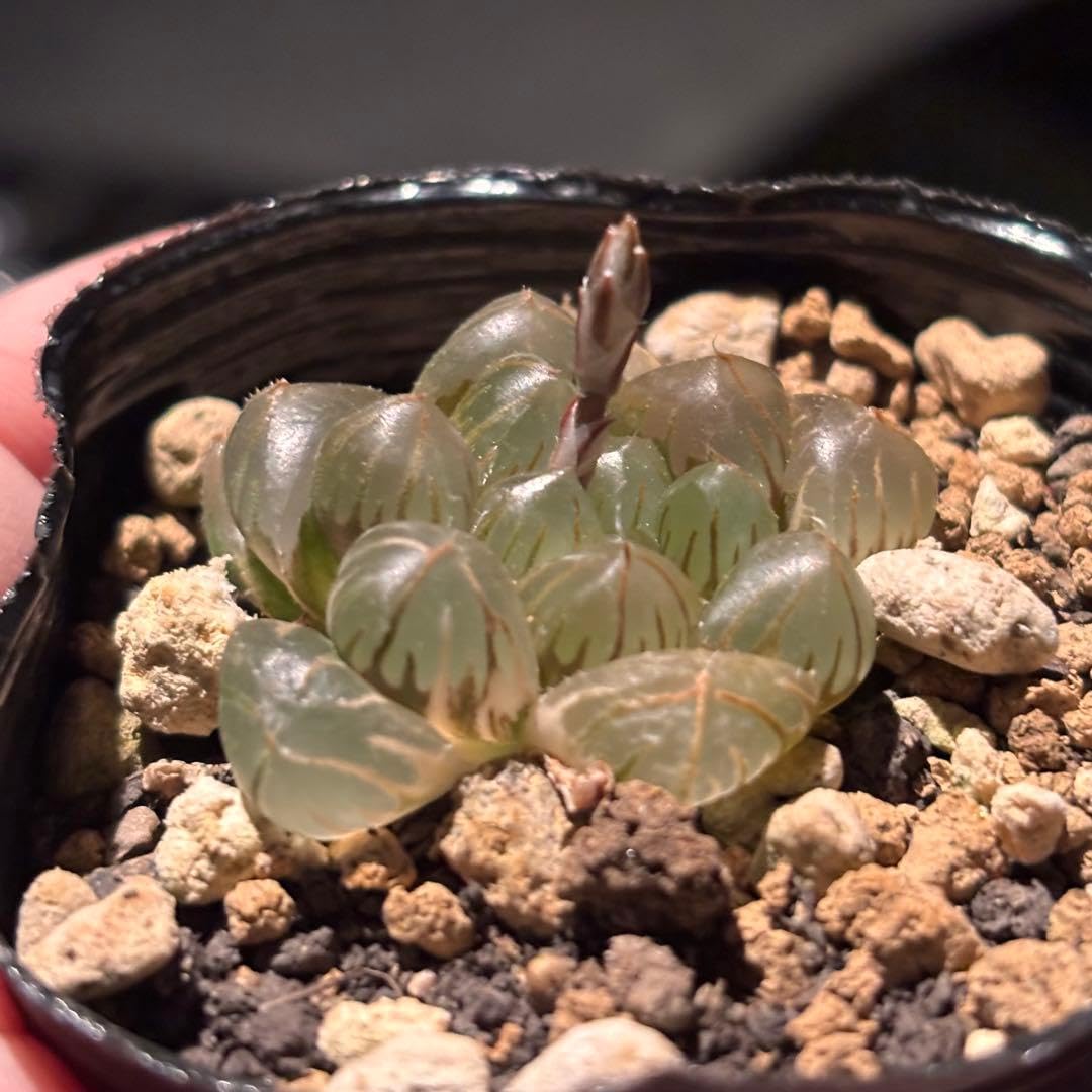 Amazon｜ハオルチア オブツーサ錦 水中月錦⑦ 多肉植物｜観葉植物