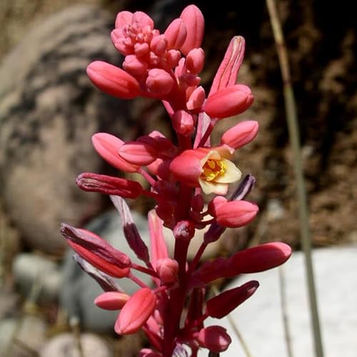 Miniatura 5 de Planta viva de yuca roja, planta suculenta de yuca en maceta de 4 a 8 pulgadas de alto, plantas de jardín vivas al aire libre en maceta de 4 pulgadas