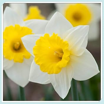 Amazon スイセン球根 白い花びらと黄色い雄しべを持つ美しい植物装飾花水仙球根 8球根 花