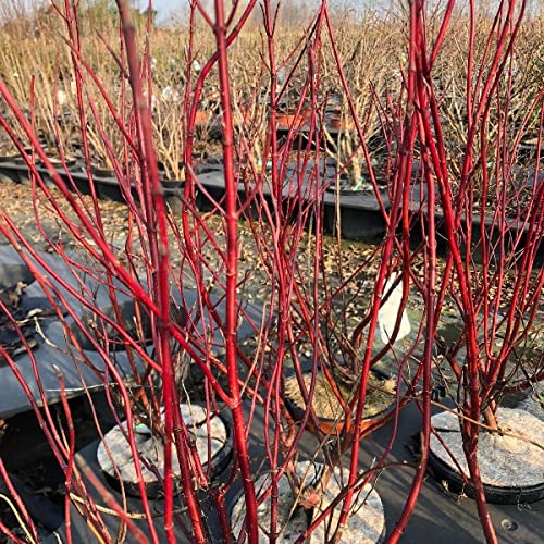 La pianta di Cornus sanguinea 