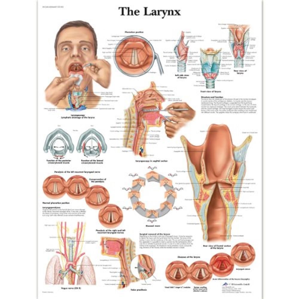 3B Scientific – Laminato Laringe Umana Poster – Poster di Anatomia Protetto da UV e Polvere per Studio, Insegnamento e Cliniche