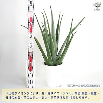 Amazon.co.jp: ITANSE アロエ・ベラ 8号 1個売り ハーブ 多肉