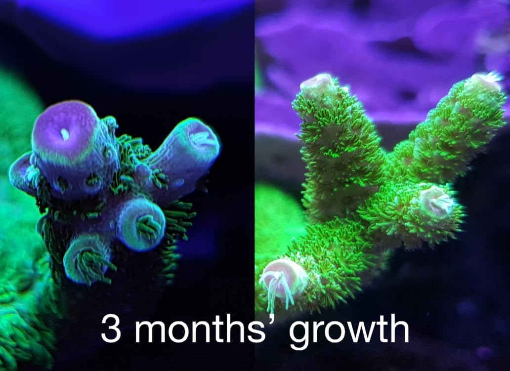 RedSea Reef Energy Plus 1000ml (AB+) All in One Coral Food for