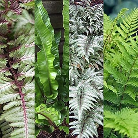 3 x Fern Collection - Hardy Varieties Cover