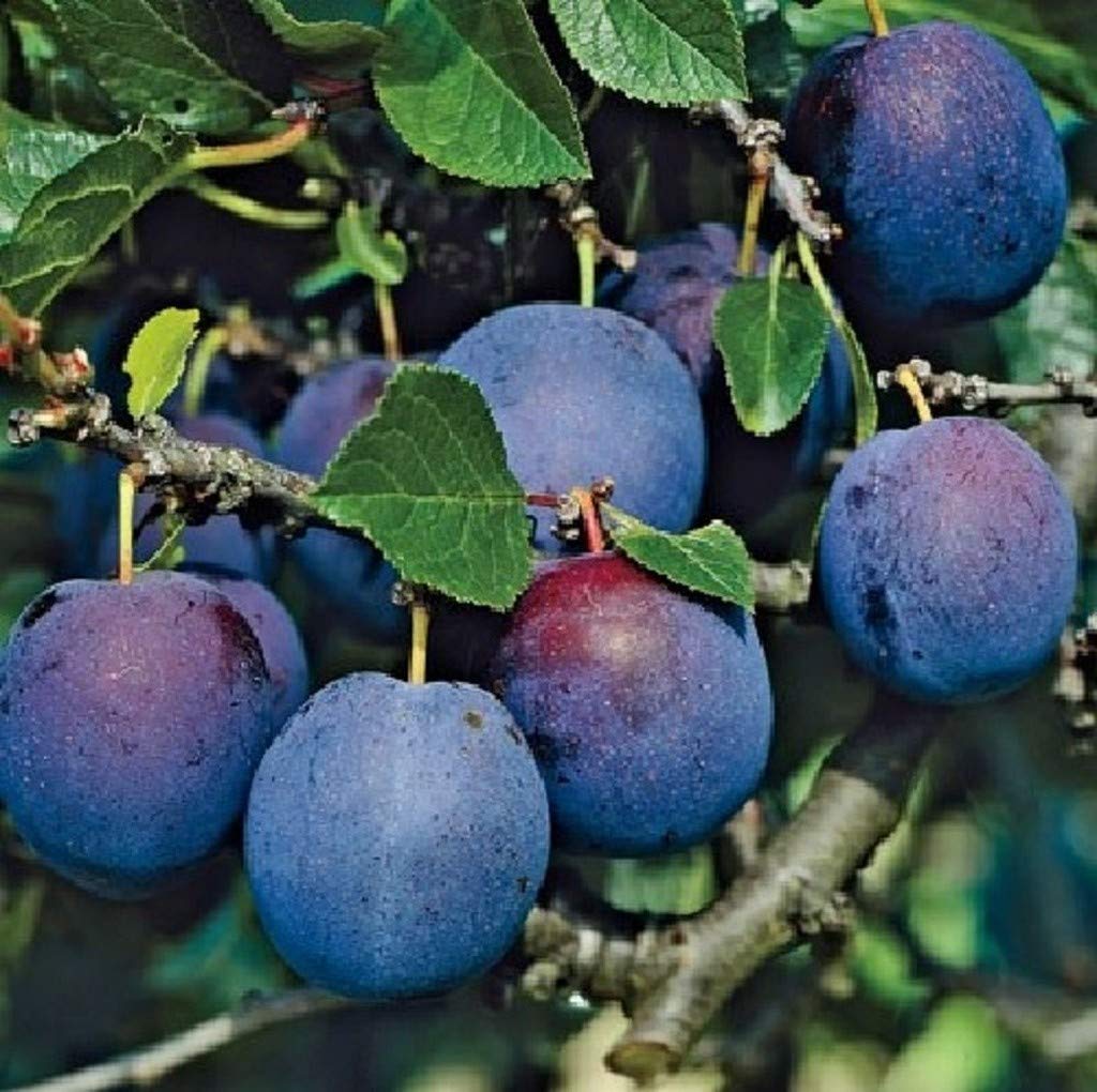 Creative Farmer Exotic Fruit Plum Live Plant Rare Damson Prunus Domestica Blue Plants For Gardening Plant(1 Healthy Plant) (PLANT-23-PLUM9ll@)
