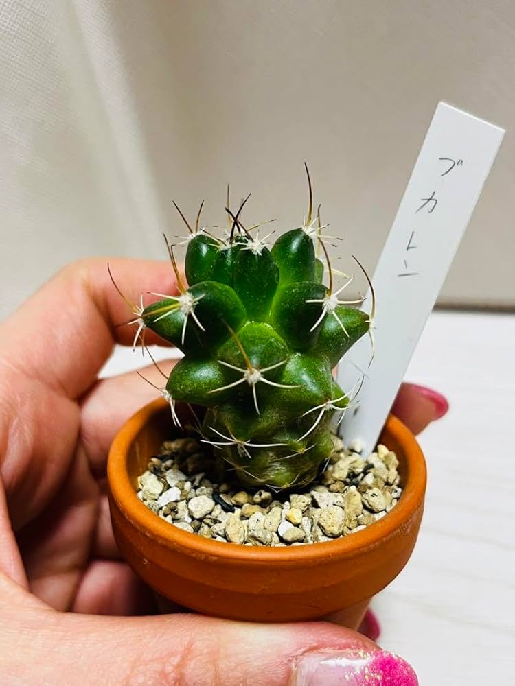 サボテン　ブカレンシス　群生超大　可愛ピンク花咲く サボテン ブカレンシス 群生超大 可愛ピンク花咲く サボテンブ