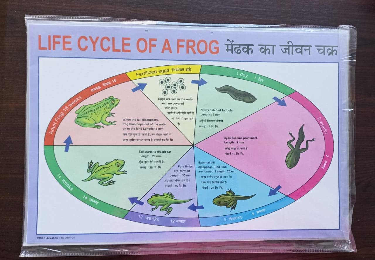 Buy Tini Foam Paper Wall Science Charts Set Of Life Cycle Of Frog Food
