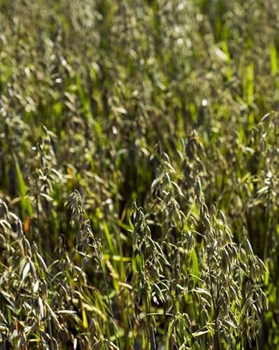 Bob Oats Seeds Deer Food Plot Winter Oat for Winter