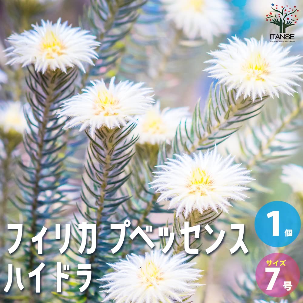 Amazon｜フィリカ・プベッセンス ハイドラ 7号鉢【品種で選べる花木/1